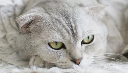 开云官网在线-校园篮球训练节奏是否与学习任务脱节,篮球运球节奏训练